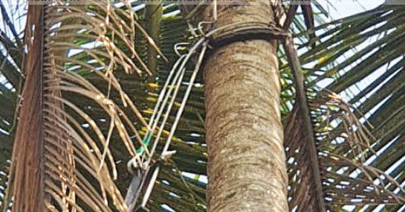 തേങ്ങ മോഷ്ടിക്കാന്‍ കയറിയ സി.പി.എം ബ്രാഞ്ച് സെക്രട്ടറി തെങ്ങില്‍ കുടുങ്ങി; ഫയര്‍ഫോഴ്‌സെത്തി രക്ഷിച്ചു