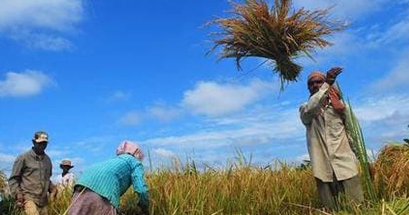 കീടനാശിനി പ്രയോഗത്തിനിടെ രണ്ട് കര്‍ഷക തൊഴിലാളികള്‍ മരിച്ചു
