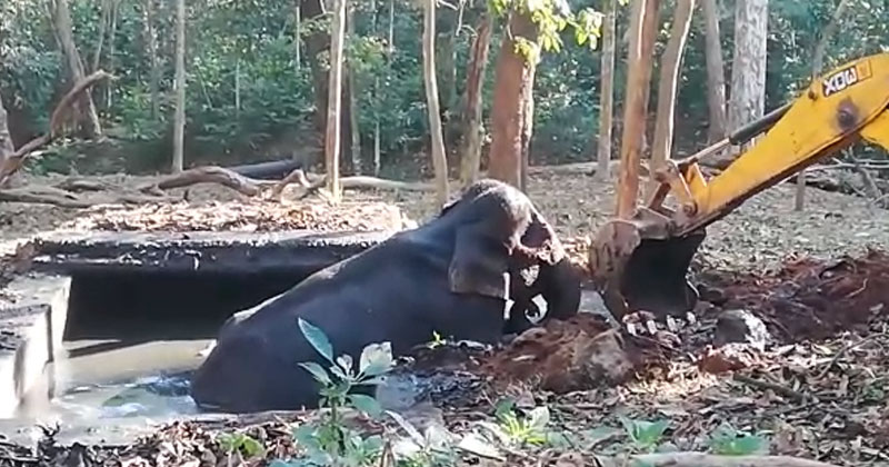 കാട്ടാനയെ മോചിപ്പിച്ചു; ആന കുടുങ്ങിയത് മലിനജലം നിറഞ്ഞ ടാങ്കിൽ