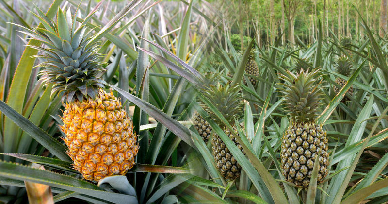 Pineapple-farming