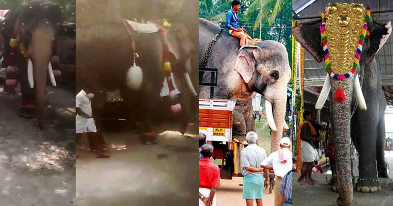 കോട്ടപ്പടിയില്‍ ആന ഇടഞ്ഞു; മരണം രണ്ടായി