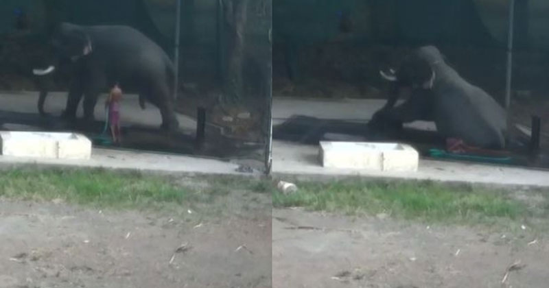 ആനയുടെ അടിയില്‍പെട്ട് പാപ്പാന് ദാരുണ അന്ത്യം
