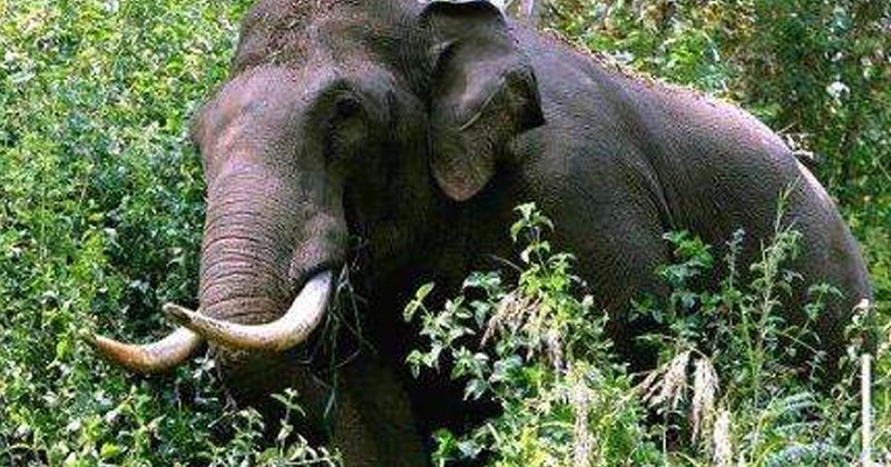 മൂന്നാറില്‍ വീണ്ടും കാട്ടാന; ഭീതിയിലായി നാട്ടുകാർ