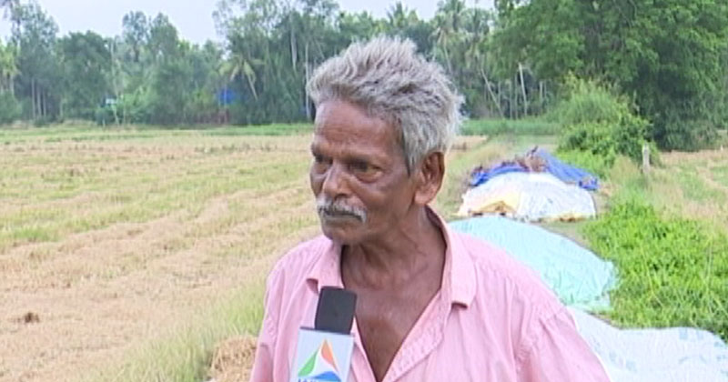 കിഴിവിനെ ചൊല്ലി തർക്കം; നെല്ല് സംഭരണം വഴിമുട്ടി; അധ്വാനവും വിളവും പാഴാകുമെന്ന ആശങ്കയിൽ നെൽകർഷകർ