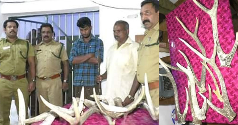 മാൻ കൊമ്പുകളുമായി അച്ഛനും മകനും വനംവകുപ്പിന്‍റെ പിടിയില്‍