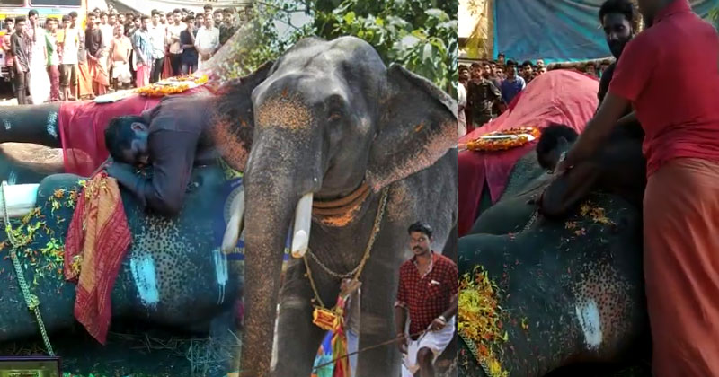 കുഞ്ഞന്‍ എന്ന ചെർപുളശേരി പാർത്ഥൻ  യാത്രയായി.. വികാരനിര്‍ഭരമായ യാത്രാമൊഴിയേകി പാപ്പാന്‍...