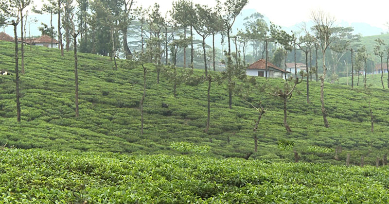 കരുണാ എസ്റ്റേറ്റിന് വീണ്ടും കരമടക്കാൻ അനുമതി; സര്‍ക്കാര്‍ നടപടി വിവാദത്തില്‍; സിപിഎമ്മിന്‍റെയും എൽഡിഎഫിന്‍റെയും ഇരട്ടത്താപ്പ് പുറത്ത്