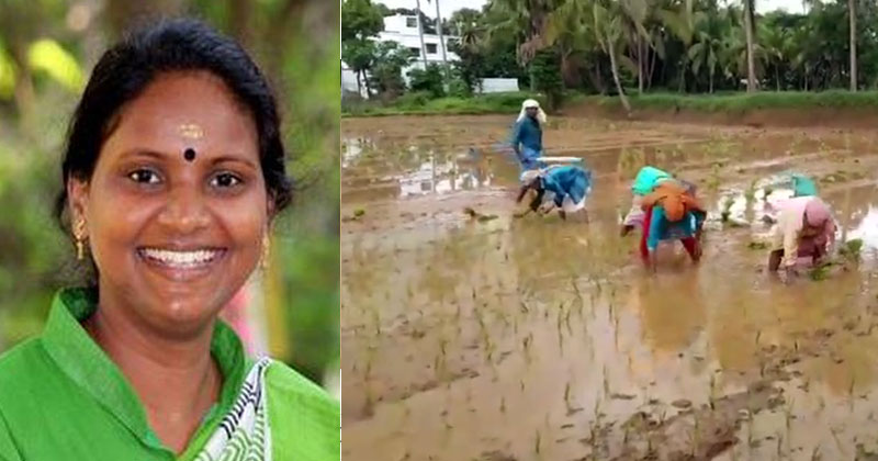 ഞാറ് നട്ടും ട്രാക്ടര്‍ ഓടിച്ചും പെങ്ങളൂട്ടി എം.പി ആലത്തൂരില്‍ നിറസാന്നിദ്ധ്യം