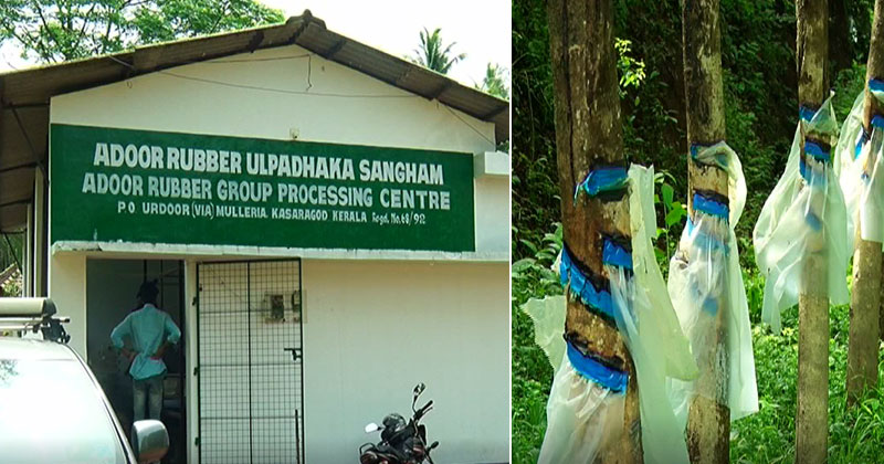 റബ്ബർ കർഷകർക്ക് പുത്തൻ  പ്രതീക്ഷകളുമായി എസ്-2 ഡി-7 ടാപ്പിങ്ങ്; പരീക്ഷണ വിജയത്തിന്‍റെ നിറവില്‍ അഡൂർ റബ്ബർ ഉൽപാദക സംഘം