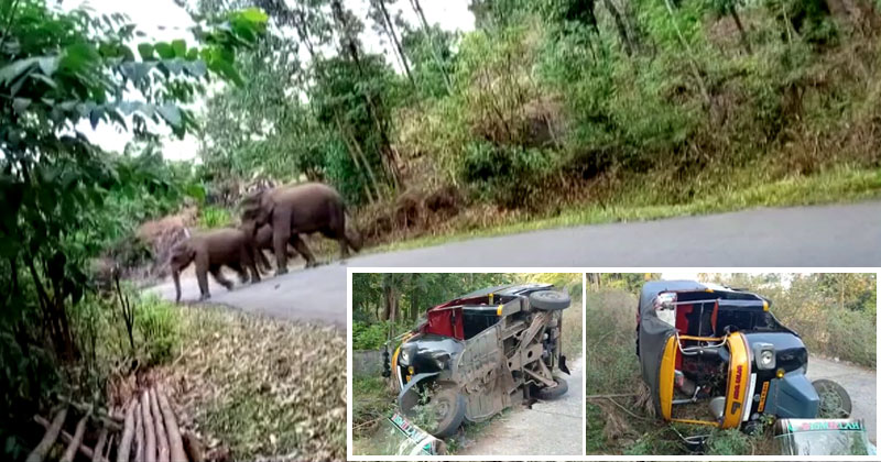 മറയൂർ കാന്തല്ലൂർ റോഡിൽ വഴിയാത്രികർക്ക് നേരെ ആനകൂട്ടത്തിന്‍റെ ആക്രമണം പതിവാകുന്നു