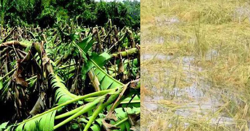 കാസർകോട് കനത്ത മഴയിൽ വൻ കൃഷി നാശം