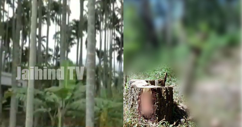 മറയൂറില്‍ കൃഷിയിടത്തിൽ നിന്നും ചന്ദനമരം മോഷണം  പതിവാകുന്നു