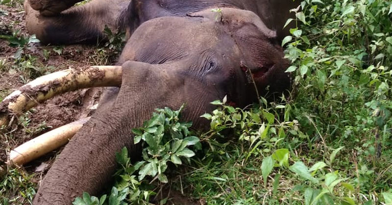 വയനാട്ടുകാരുടെ പ്രിയപ്പെട്ട കാട്ടാന; മണിയന്‍ ചരിഞ്ഞു