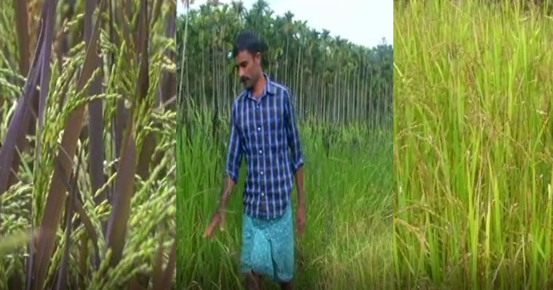 നെൽകൃഷിയിൽ വിജഗാഥ രചിച്ച് സുനിൽ;  ഔഷധ-പാരമ്പര്യ-സുഗന്ധ നെല്ലിനങ്ങളുടെ അപൂര്‍വ്വ ശേഖരം