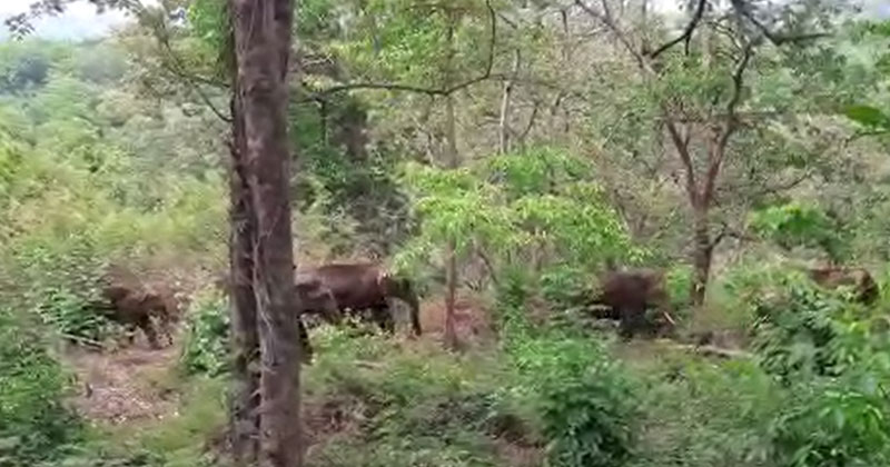 കണ്ണൂർ ആറളം ഫാമിൽ തമ്പടിച്ചിരുന ആനകളെ കാട്ടിലേക്ക് തുരത്താനുള്ള ശ്രമം തുടരുന്നു