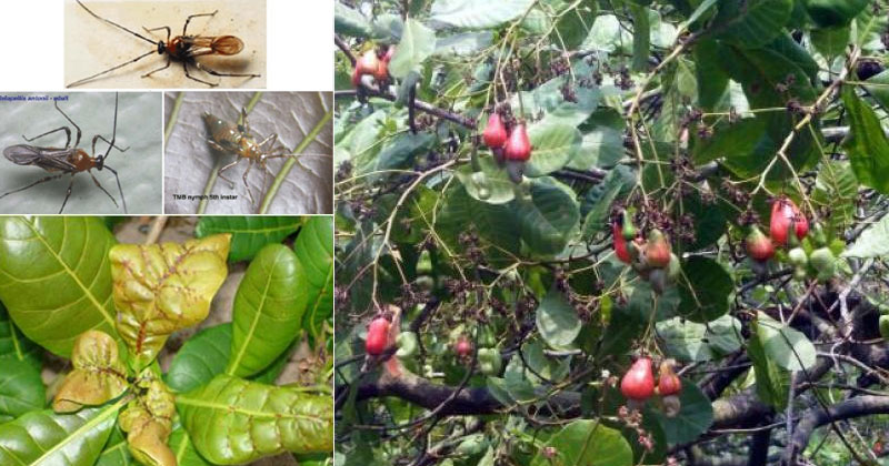 കണ്ണൂരിലെ മലയോര മേഖലയിലെ കർഷകരെ ആശങ്കയിലാഴ്ത്തി  കശുമാവുകൾ കരിഞ്ഞുണങ്ങുന്നു; കൊമ്പുണങ്ങൽ രോഗം ബാധിച്ചിരിക്കുന്നത് ഏക്കർ കണക്കിന് തോട്ടങ്ങളെ