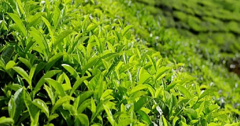 കാലാവസ്ഥാ വ്യതിയാനം : തേയില ചെടികൾ വ്യാപകമായി കരിഞ്ഞുണങ്ങുന്നു; കർഷകർ പ്രതിസന്ധിയില്‍