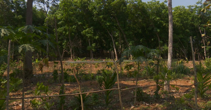 റബർ മേഖലയോടുള്ള സർക്കാരിന്‍റെ അവഗണന തുടരുന്നു; കർഷകർ പ്രതിസന്ധിയില്‍; മറ്റ് കൃഷിയിലേയ്ക്ക് തിരിയുന്നവരുടെ എണ്ണം വർദ്ധിക്കുന്നു