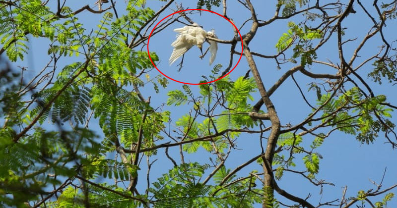 തിരുവനന്തപുരത്ത് പക്ഷികളെ ചത്ത നിലയില്‍ കണ്ടെത്തി ; പക്ഷിപ്പനിയെന്ന് സംശയം