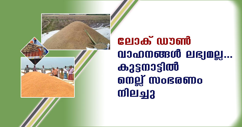 ലോക് ഡൗൺ : വാഹനങ്ങൾ ലഭ്യമല്ല... കുട്ടനാട്ടിൽ നെല്ല് സംഭരണം നിലച്ചു