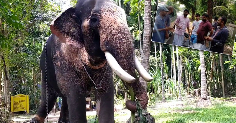 ലോക്ക് ഡൗണിൽ പട്ടിണിയായ ഗജവീരൻമാർക്ക് ഭക്ഷണത്തിന് വഴിയൊരുക്കി എൽദോസ് കുന്നപ്പിള്ളി എംഎൽഎ