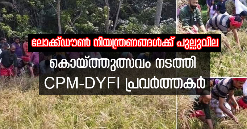 ലോക്ക്ഡൗൺ നിയന്ത്രണങ്ങള്‍ കാറ്റില്‍ പറത്തി സി.പി.എം ; ഇരുനൂറോളം പ്രവര്‍ത്തകര്‍ ചേര്‍ന്ന് വിളവെടുപ്പ് ഉത്സവം നടത്തി