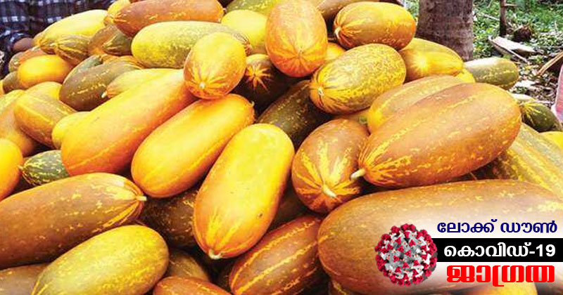 കൊവിഡും ലോക് ഡൗണും വിഷുക്കാലത്തെ കണിവെള്ളരി കർഷകരെ പ്രതിസന്ധിയിലാക്കി; ആവശ്യക്കാരില്ലാതെ പാടത്തു നശിക്കുന്നത് കിലോ കണക്കിന് കണിവെള്ളരി