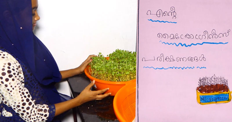 ആമിന ഫിദയുടെ മൈക്രോ ഗ്രീൻ കൃഷിപാഠങ്ങള്‍...