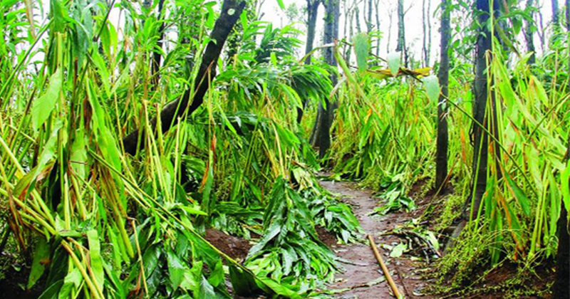 ഏലം കർഷകർ ദുരിതത്തില്‍; കൊവിഡിന് പിന്നാലെ കൃഷിനാശവും
