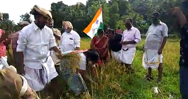 കോൺഗ്രസ് വെഞ്ഞാറമൂട്, നെല്ലനാട് മണ്ഡലം കമ്മിറ്റികളുടെ നേതൃത്വത്തിൽ കോട്ടുക്കുന്നം ഏലായിൽ കൊയ്ത്തുത്സവം