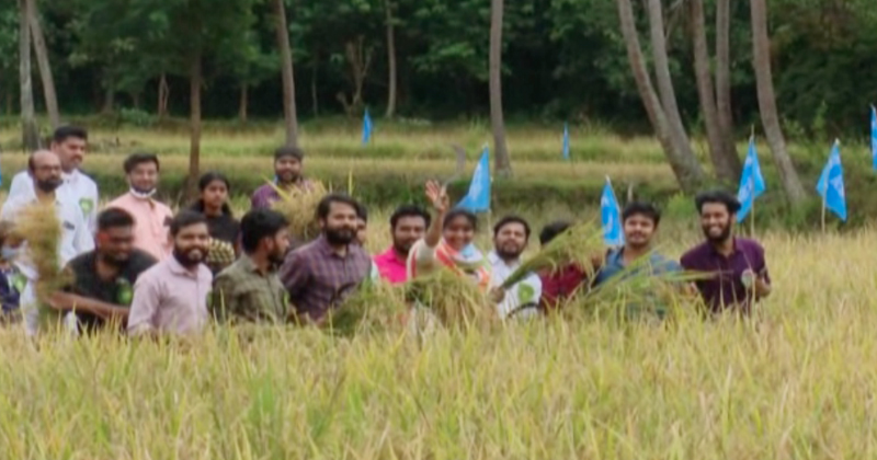 നെൽക്കൃഷി ചെയ്ത് മാതൃകയായി പാലക്കാട്ടെ കെ.എസ്.യു പ്രവർത്തകർ  | VIDEO