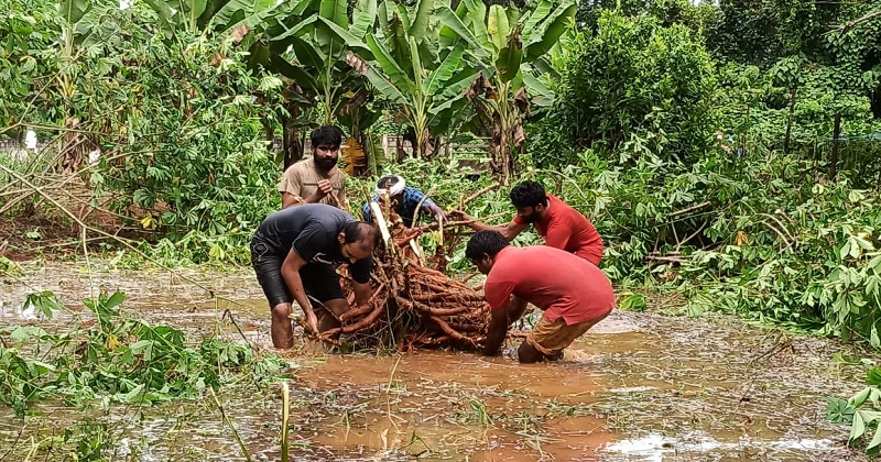 അപ്രതീക്ഷിത മഴയില്‍ ദുരിതത്തിലായി കര്‍ഷകര്‍ ; സഹായഹസ്തവുമായി യൂത്ത് കോണ്‍ഗ്രസ്
