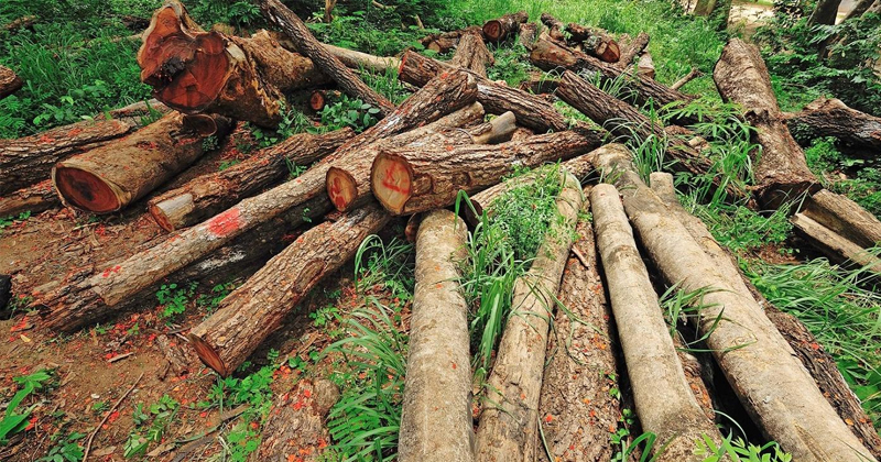 മുട്ടില്‍ മരംമുറി കേസ്:  അന്വേഷണവും കുറ്റപത്രവും ദുർബലമെന്ന് പബ്ലിക് പ്രോസിക്യൂട്ടർ; റിപ്പോർട്ട് തേടി എഡിജിപി