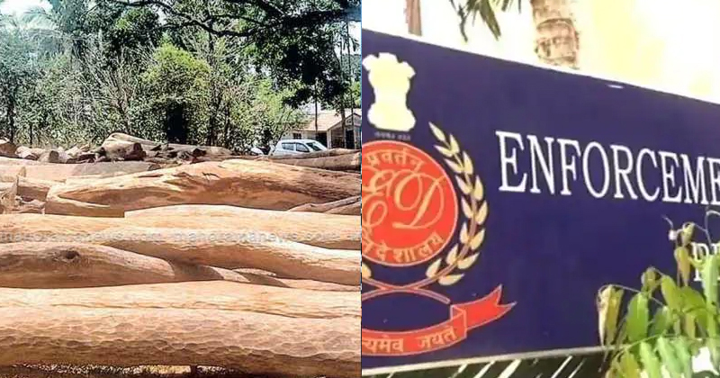 മുട്ടില്‍ വനംകൊള്ള ഇ.ഡി അന്വേഷിക്കും ; കോഴിക്കോട് യൂണിറ്റ് വിവരം ശേഖരിച്ചു തുടങ്ങി