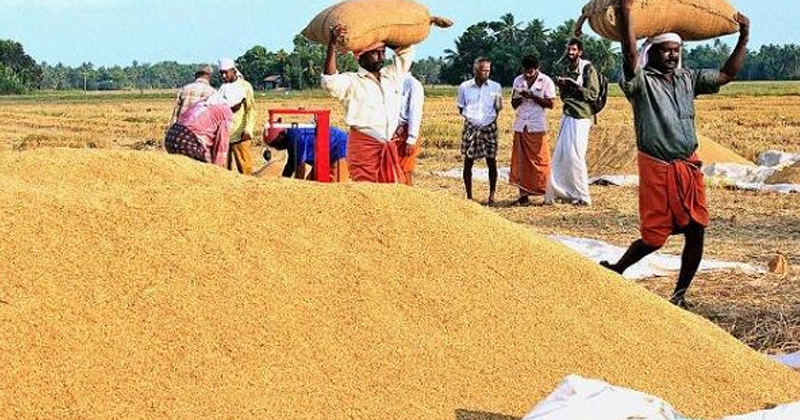 നെല്ല് സംഭരണം പാളി ; സംസ്കരണ ശേഷി ഉപയോഗിച്ചില്ല ; കർഷകർക്ക് ന്യായവില ലഭിച്ചില്ലെന്നും സിഎജി