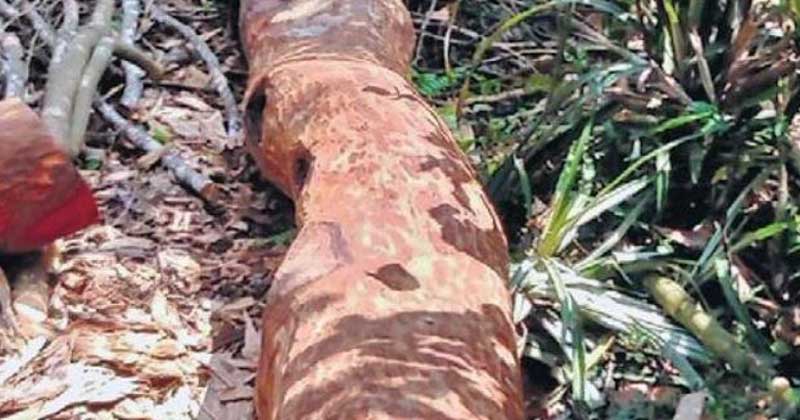 സംസ്ഥാനത്തുടനീളം വ്യാപക വനം കൊള്ള : അടിമാലിയില്‍ ലക്ഷങ്ങൾ വിലമതിക്കുന്ന ഈട്ടിയും തേക്കും വെട്ടികടത്തി