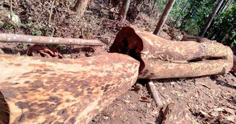 മുട്ടിൽ വനംകൊള്ള : ഉന്നതതല പങ്ക് വ്യക്തമാകുന്നു ; റവന്യൂ പ്രിൻസിപ്പൽ സെക്രട്ടറി നേരിട്ട് ഇടപെട്ടതായി രേഖ