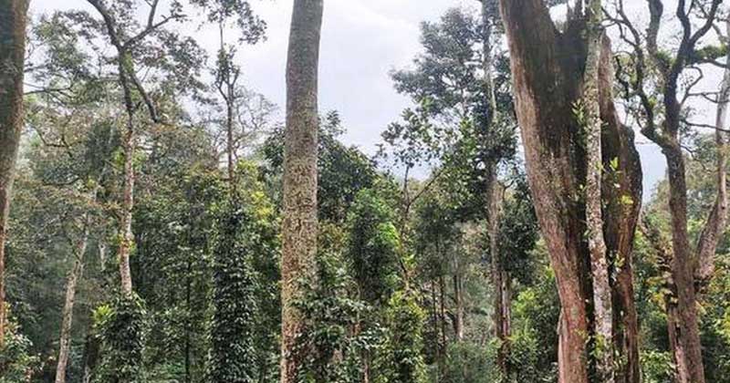 വനംകൊള്ള : അന്വേഷണ സംഘം വിപുലീകരിച്ചു ; ഐജി സ്പർജൻ കുമാറിന് ഏകോപന ചുമതല