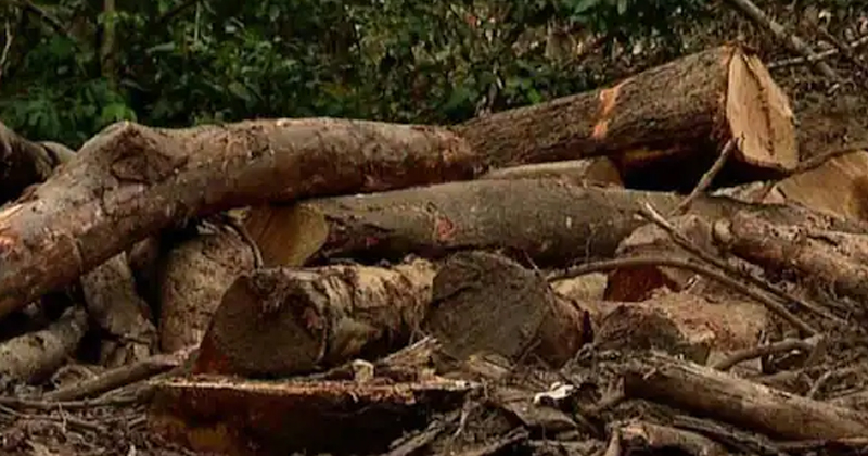 മുട്ടിൽ വനംകൊള്ള :  മുന്നറിയിപ്പ് സർക്കാർ അവഗണിച്ചു ; ശശീന്ദ്രന്‍റെ പരാമർശങ്ങളിൽ സി പി ഐയ്‌ക്ക് അമർഷം