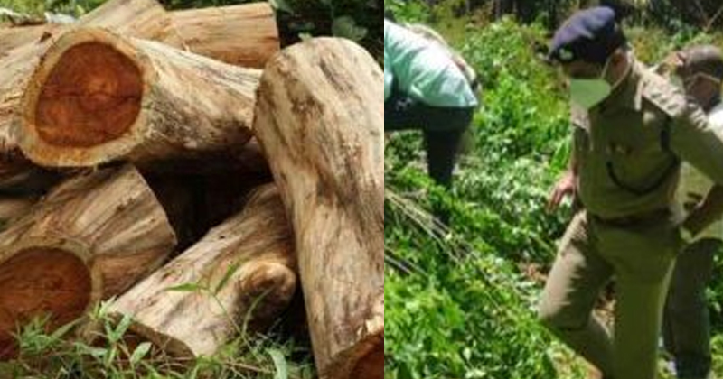 മുട്ടില്‍ വനം കൊള്ള : വിവാദമായതിന് പിന്നാലെ അന്വേഷണ സംഘത്തില്‍ നിന്ന് മാറ്റിയ ഡിഎഫ്ഒയെ തിരിച്ചെടുത്തു