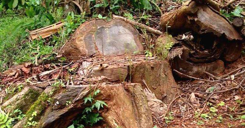 മുട്ടില്‍ മരംമുറിക്കേസ്: വില്ലേജ് ഓഫീസില്‍ നല്‍കിയ അപേക്ഷകള്‍ വ്യാജമെന്ന് ഫൊറന്‍സിക് റിപ്പോർട്ട്; പ്രതികള്‍ക്ക് കുരുക്ക് മുറുകുന്നു