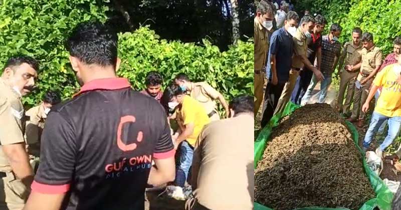 മലപ്പുറത്ത് വന്‍ കഞ്ചാവ് വേട്ട; 182 കിലോയോളം കഞ്ചാവും ഹാഷിഷ് ഓയിലും പിടികൂടി