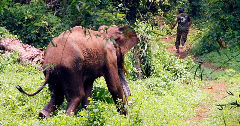 വന്യജീവി ആക്രമണം സഭയിലുന്നയിച്ച് പ്രതിപക്ഷം;  വിഷയം ഗൗരവകരം, ശാസ്ത്രീയ പരിഹാര മാർഗം മുന്നിലില്ലെന്ന് വനം മന്ത്രി