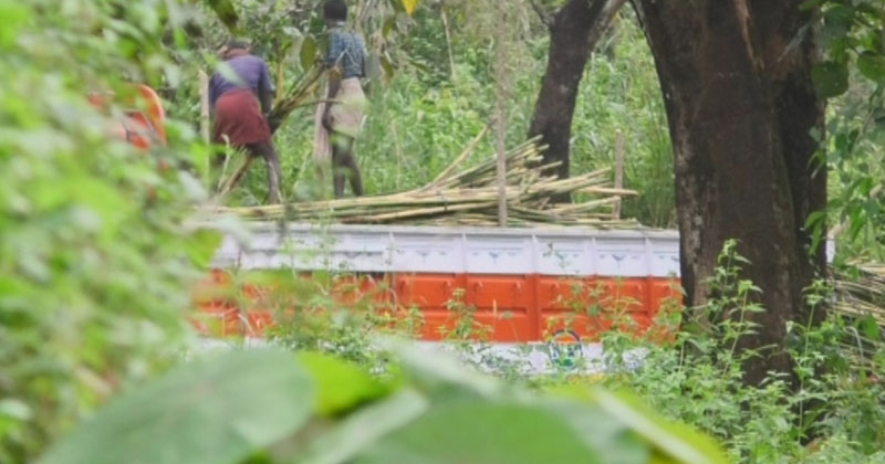 മരംമുറിക്ക് പിന്നാലെ ചൂരല്‍കടത്ത് : കാട്ടാന ശല്യമെന്ന് പറഞ്ഞ് കക്കുന്നത് പരിസ്ഥിതി പ്രാധാന്യമുള്ള ചൂരൽ , ഓട എന്നിവ