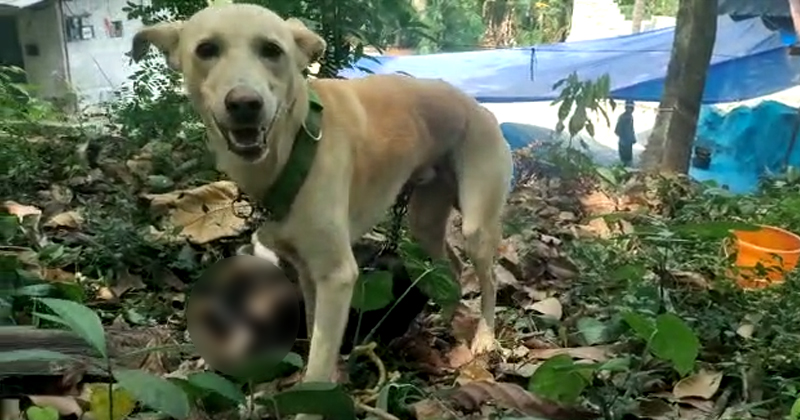 വളര്‍ത്തുനായയെ തല്ലിക്കൊന്ന് മറ്റൊരു നായയുടെ പുറത്ത് കെട്ടിവെച്ചു; കെട്ട് മുറുകി വേദനകൊണ്ട് പുളഞ്ഞ് നായ; ക്രൂരത