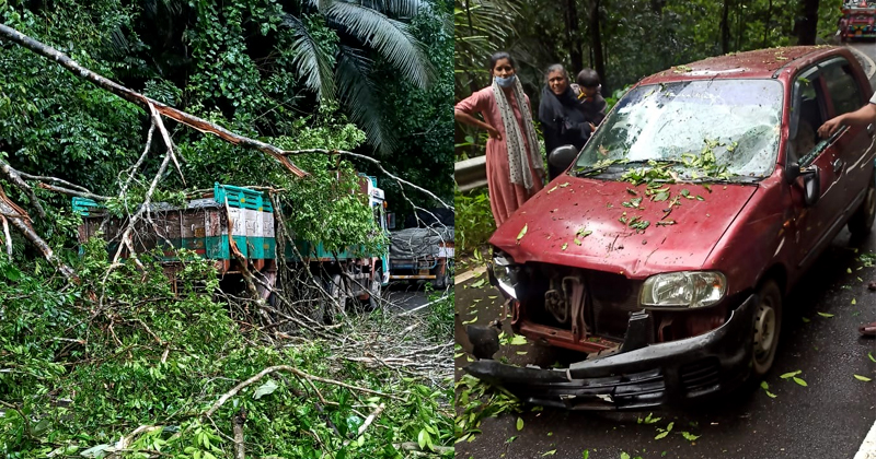 നാടുകാണി ചുരത്തില്‍ ഓടിക്കൊണ്ടിരുന്ന വാഹനങ്ങള്‍ക്ക് മുകളിലേക്ക് മരം വീണു; യാത്രക്കാർ അദ്ഭുതകരമായി രക്ഷപ്പെട്ടു