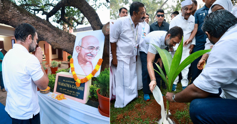 മഹാത്മാവിന്‍റെ സ്മരണയില്‍ കൂപ്പുകൈകളോടെ രാഹുല്‍; യുസി കോളേജിന്‍റെ തിരുമുറ്റത്ത് തലയെടുപ്പോടെ ഗാന്ധിജി നട്ട മാവ്