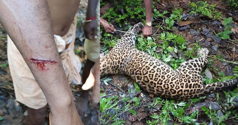 ഇടുക്കി മാങ്കുളത്ത് ജനവാസകേന്ദ്രത്തിൽ ഇറങ്ങിയ പുലിയെ തല്ലിക്കൊന്നു