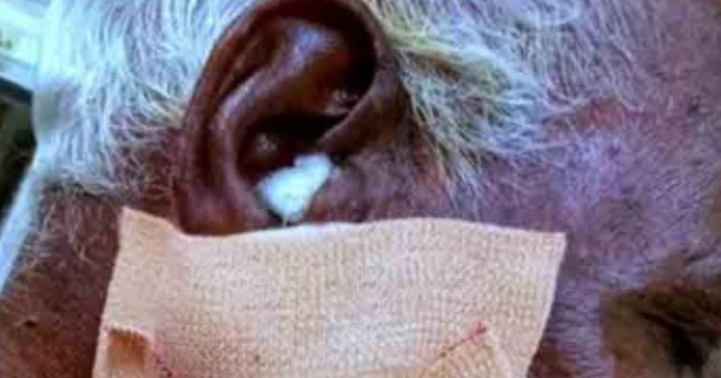 കൊച്ചിയിൽ മൽസ്യത്തൊഴിലാളിക്ക് കടലിൽവച്ച് വെടിയേറ്റു