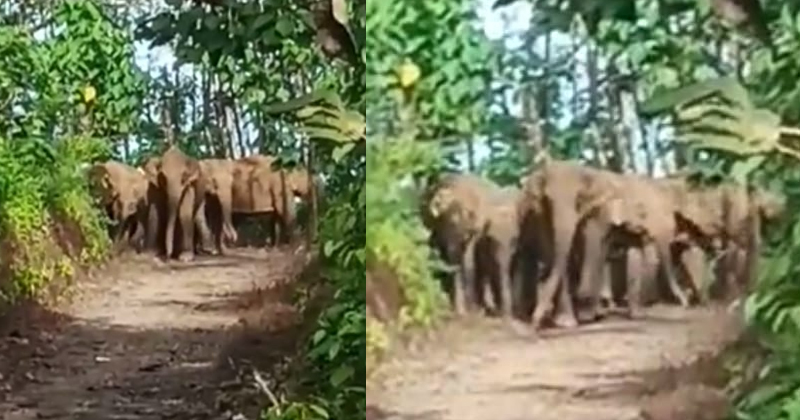 മുണ്ടക്കയത്ത് ജനവാസ മേഖലയില്‍ കാട്ടാനക്കൂട്ടം; ഭീതിയില്‍  പ്രദേശവാസികള്‍